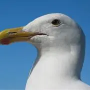 金一