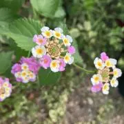 まつ＊フォロー割あり＊の画像