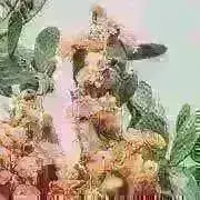 7/1値下げしました！即購入OK◎の画像