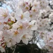 sakuの画像