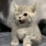 ににの画像
