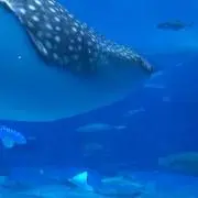 ハナ