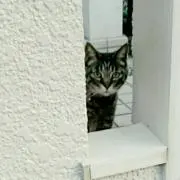あしゅ
