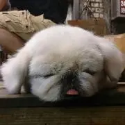 まいこ58の画像