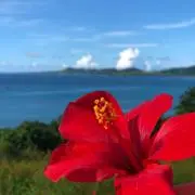 Aloha 96⭐︎