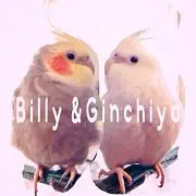ビリちよ