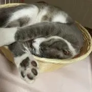 サルの画像