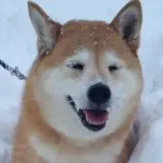Shiroの画像