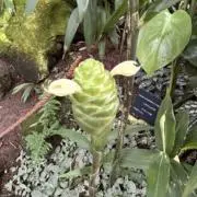 豆太郎