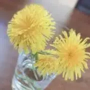 たんぽぽ✴︎°の画像