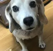 ちびの助の画像