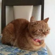 はちえもん