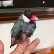 こ、あ