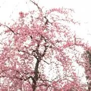 RAHAの画像