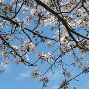 まつの画像