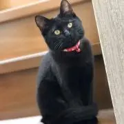 けっけ