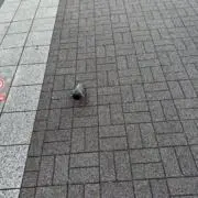 タコ