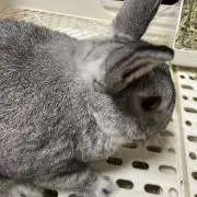 うさ蔵商店
