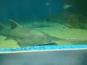 風もちの画像
