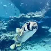 ゴンさんの画像