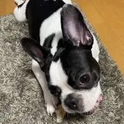 はっこ