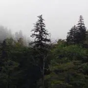 きこりんの画像