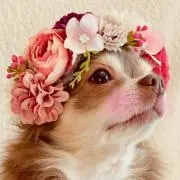 *Ｒｉ*の画像