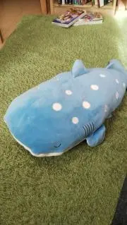 PECORAの画像