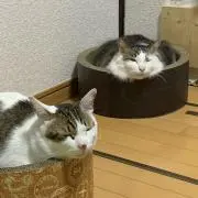 ミッシェル