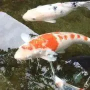 長谷川