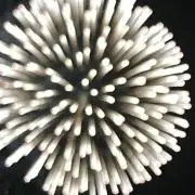 フルシアンテの画像