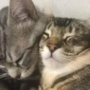しま猫の画像