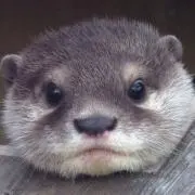 きつつき花の画像