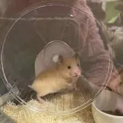 Rの画像