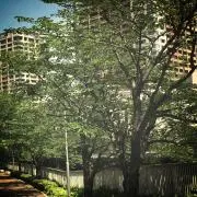 iro