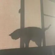 かほのすけの画像