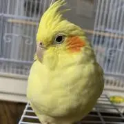 なおの画像