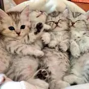 mog