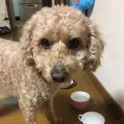 テトラエイト