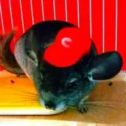 さおり