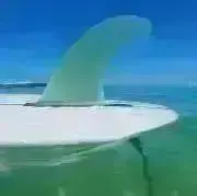 あんずの画像