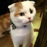 れれ