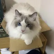 ラッキーの画像