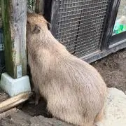 村上蔵馬 「待ち惚け」「リリス」 - メルカリ
