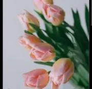 はなの画像