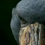 のん