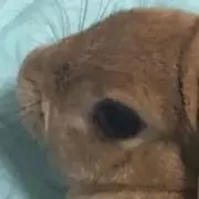 うさぎの画像