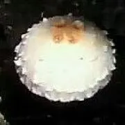 きのの画像