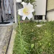 一葉＊フォロー割引あり＊即日発送の画像