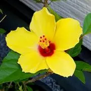 flower♡の画像